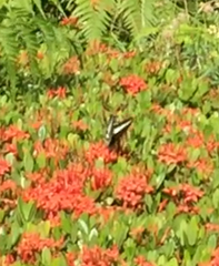 Papilio demolion demolion