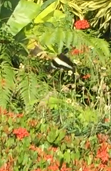 Papilio demolion demolion