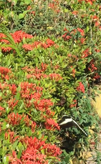 Papilio demolion demolion