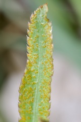 Puccinia sii-falcariae