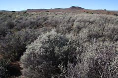 Helichrysum pentzioides