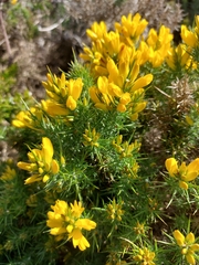 Ulex densus