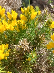 Ulex densus