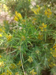 Ulex densus