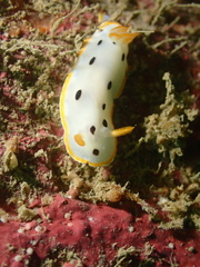 Chromodoris orientalis