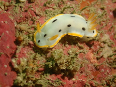 Chromodoris orientalis