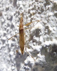 Sastrapada australica