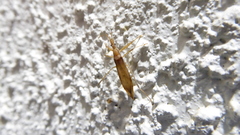 Sastrapada australica