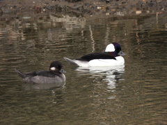 Bucephala albeola