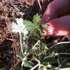 Potentilla argentea