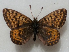 Boloria polaris