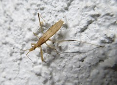 Sastrapada australica