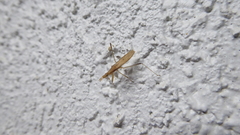 Sastrapada australica