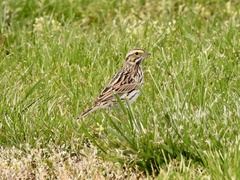 Passerculus sandwichensis