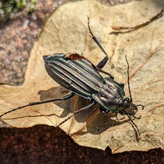 Carabus melancholicus