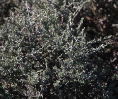 Helichrysum pentzioides