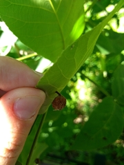 Phylloxera caryaegummosa