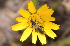 Oedemera simplex