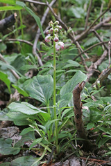 Pyrola asarifolia asarifolia