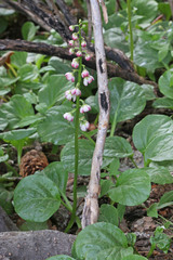 Pyrola asarifolia asarifolia