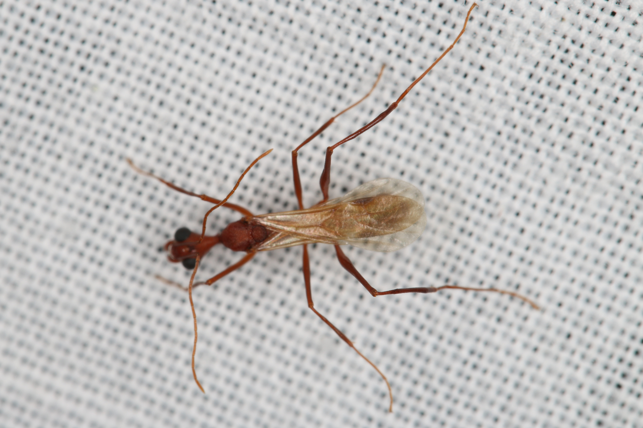 Aphaenogaster araneoides