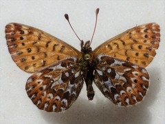 Boloria polaris
