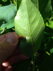 Phylloxera caryaegummosa