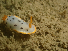 Chromodoris orientalis