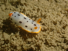 Chromodoris orientalis