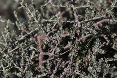 Helichrysum pentzioides