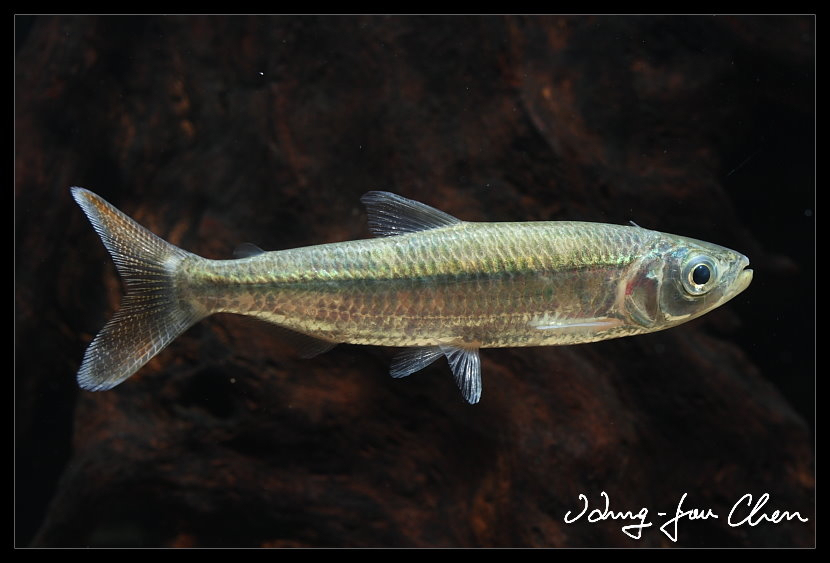 Characin
