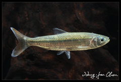Characin photo 1