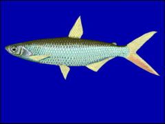 Characin photo 3