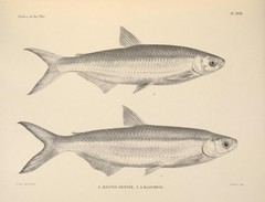Characin photo 4