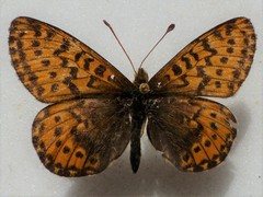 Boloria polaris