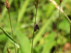 Cauchas rufifrontella