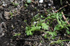 Nemophila spatulata