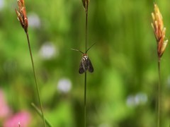 Cauchas rufifrontella