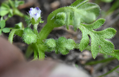 Nemophila spatulata