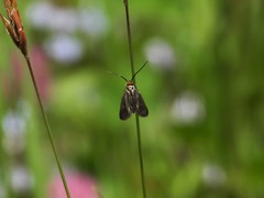 Cauchas rufifrontella