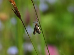 Cauchas rufifrontella