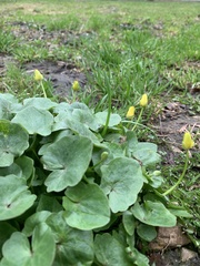 Ficaria verna