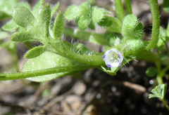 Nemophila spatulata