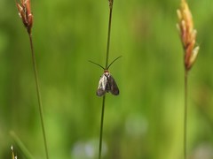 Cauchas rufifrontella