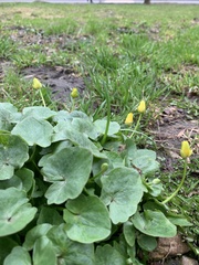 Ficaria verna