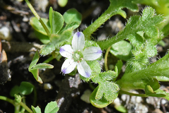 Nemophila spatulata