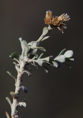 Helichrysum pentzioides