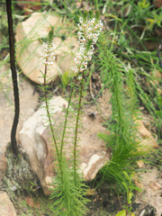 Hebenstretia robusta