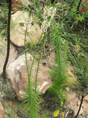 Hebenstretia robusta
