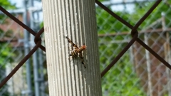 Idana marginata